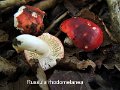 Russula rhodomelanea-amf102